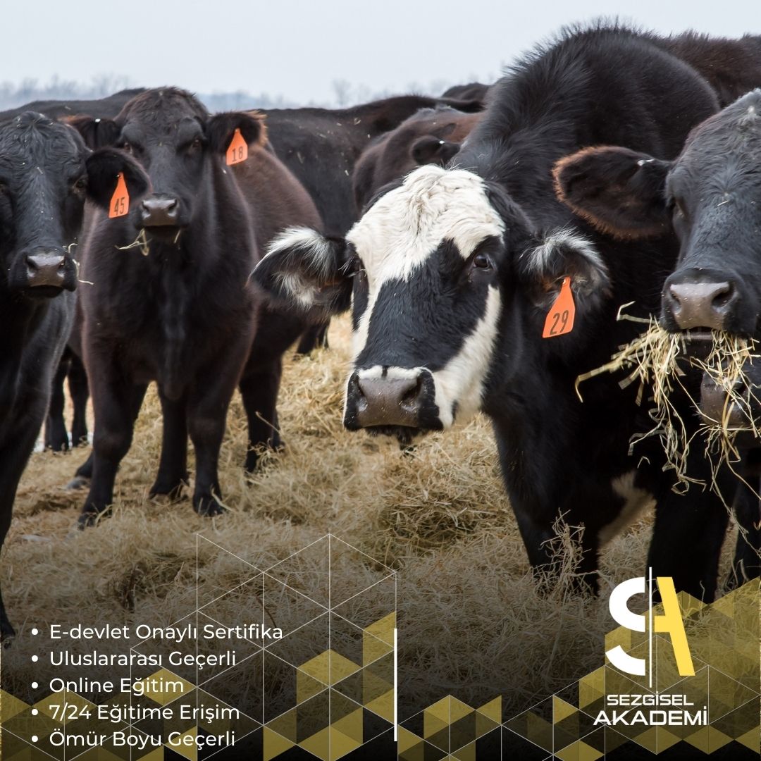 Büyükbaş Hayvan Besiciliği Eğitimi | Sertifika Programı (Ziraat Bankası Kredi Başvurusuna Uygun)