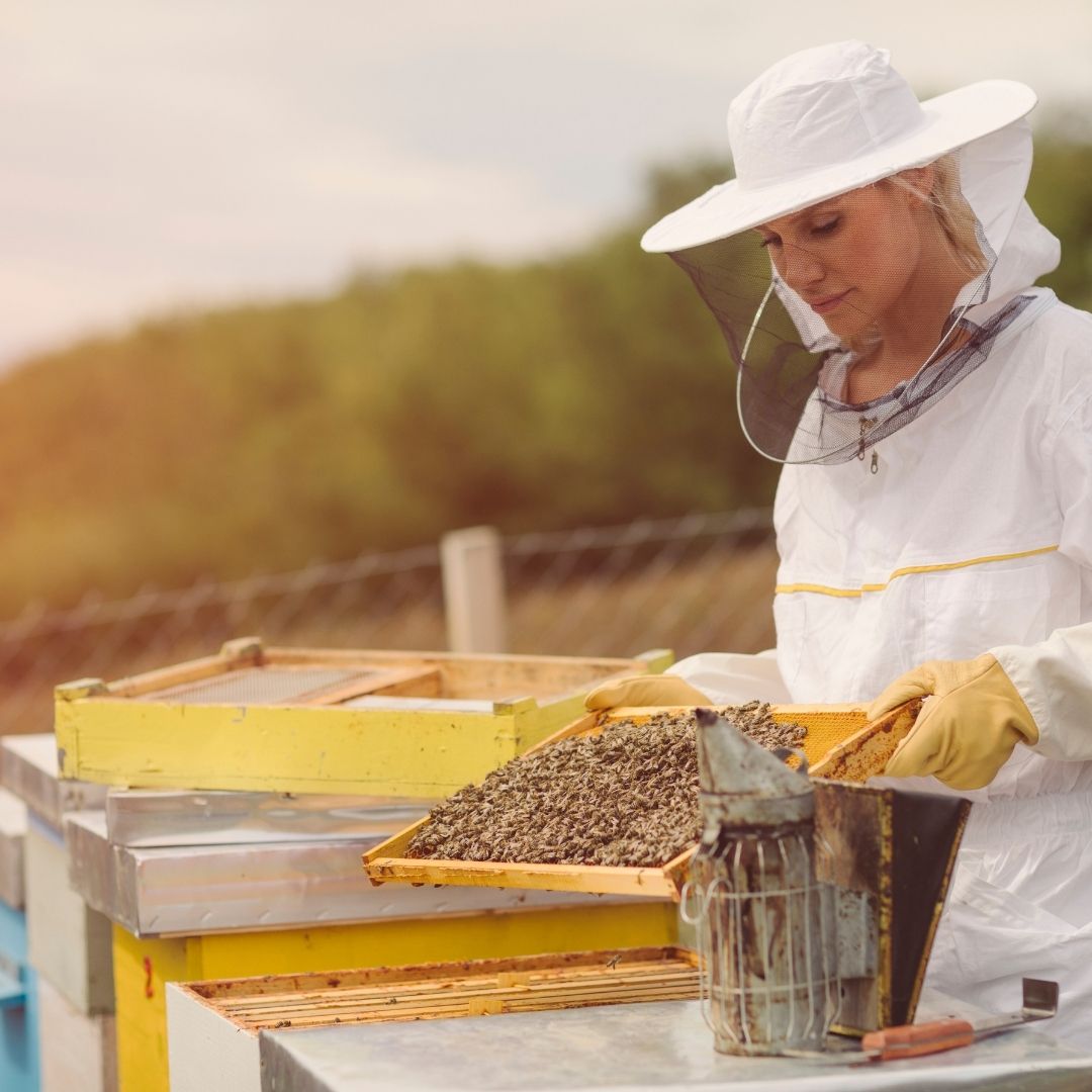 Arıcılık Eğitimi | Sertifika Programı