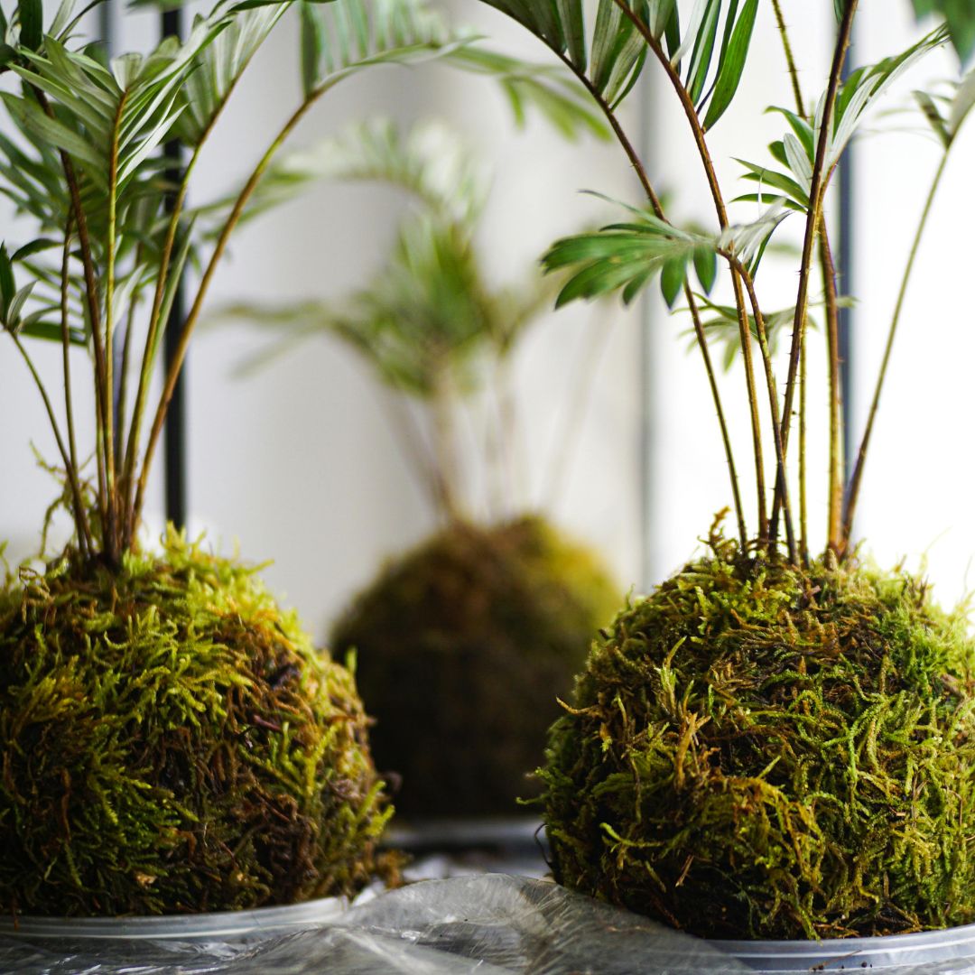 Süs Bitkileri Eğitimi Sertifika Programı