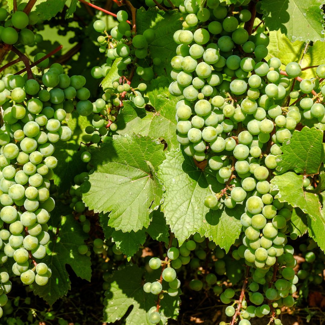 Bağcılık Eğitimi Sertifika Programı - Üzüm Yetiştiriciliği Eğitimi