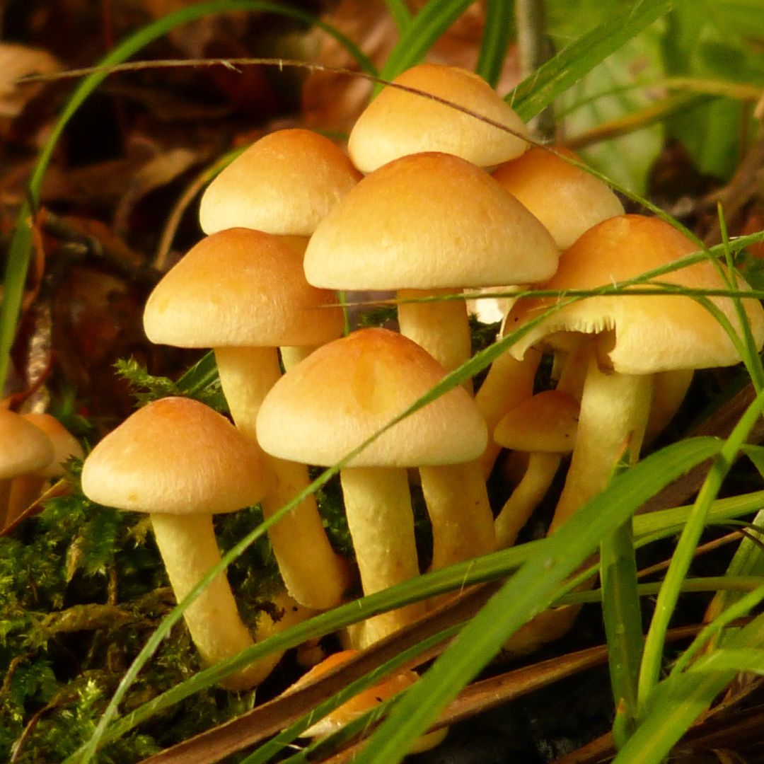 Mantar Yetiştiriciliği Eğitimi Sertifika Programı - Mantar Yetiştirme Eğitimi