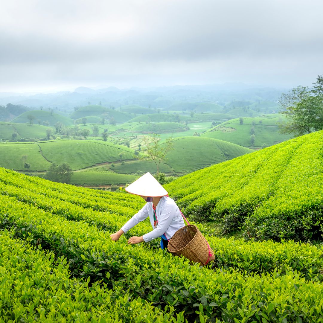 Çay Yetiştiriciliği Eğitimi Sertifika Programı
